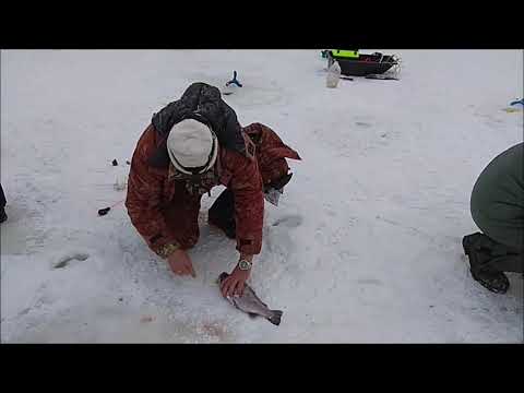 Видео: Семечка творит чудеса, вне конкуренции сегодня. Клёвое место, Лосиный остров.