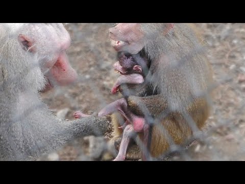 Видео: Мамаше не понравилось, что самец трогал ее малыша! Странные нравы гамадрилов из Дом2. Тайган