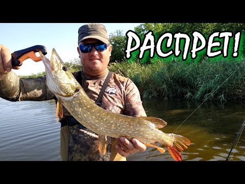 Видео: Июнь. Самая сильная щука живет на этой реке!