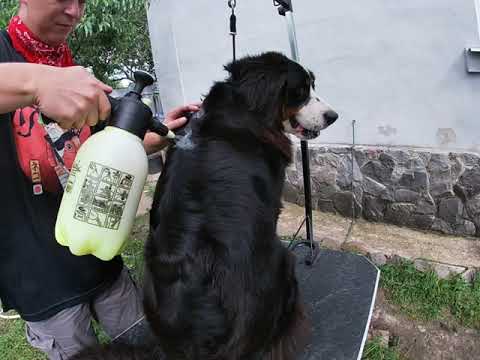 Видео: ГРУМИНГ СОБАК🐶 Бернский Зенненхунд: Гид по Домашнему Грумингу Полное Руководство | Домашний Груминг