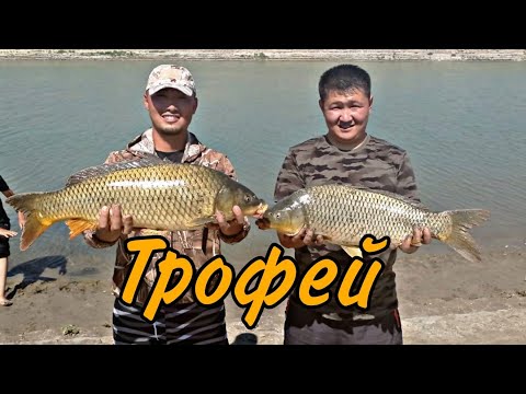 Видео: АҚЛАҚ ( 2-СЕРИЯ ) ТРОФЕЙ САЗАНДАР ТҮСТІ. (ОГРОМНЫЕ САЗАНЫ.)