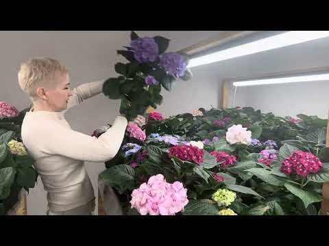 Видео: Цветущие букеты из крупнолистной гортензии #крупнолистныегортензии ,#цветы
