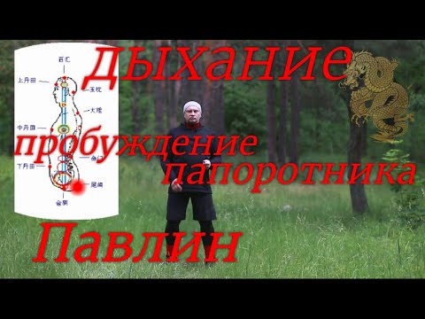 Видео: Цигун - нейгун. Пробуждение папоротника. Позиция павлина - влияние на зрение. Цихай - канда, дыхание