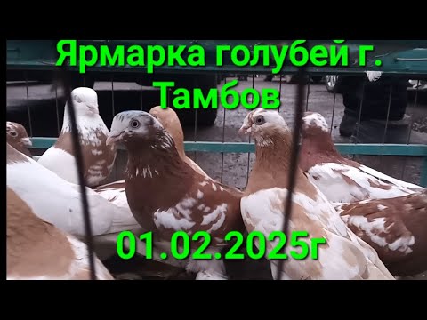 Видео: Ярмарка голубей г. Тамбов 01.02.2025г