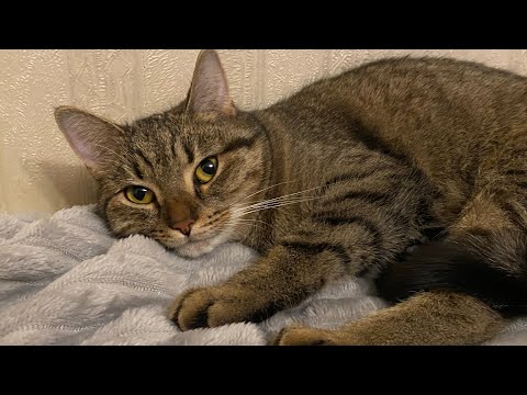 Видео: Делаем отпечаток лапки кошки на память🐈‍⬛🐾