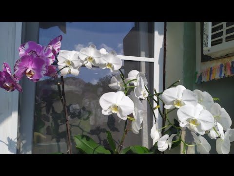 Видео: Каттлеи, Ванда, Онцидиумы в КЕРАМЗИТЕ. Как ростут орхидеи МОРКОВКИ. Секреты выращивания орхидей.