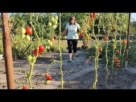 Видео: ВЗАЄМООБіН КАБАЧКАМИ!  ОСіННі РОБОТИ НА ГОРОДі!