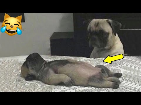 Видео: ПРИКОЛЫ С ЖИВОТНЫМИ ДО СЛЕЗ 😹/ Смешные КОТЫ 2025 / Приколы с КОТАМИ / Funny ANIMALS video #1