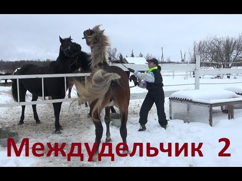 Видео: О тайных знаниях или умеете ли вы ругаться матом?