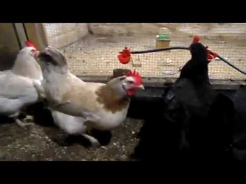 Видео: Что сделать чтоб куры хорошо неслись.