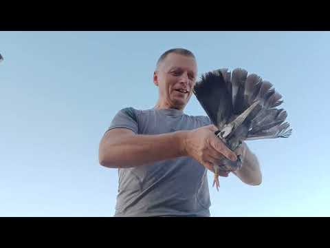 Видео: Николаевские племенные голуби. 