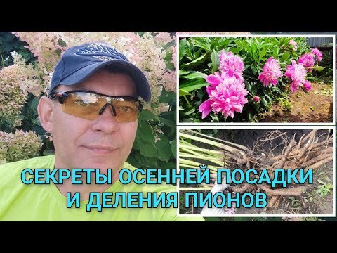 Видео: Не пересаживай пионы осенью, пока не посмотришь это видео! Как правильно размножить пионы 🌸