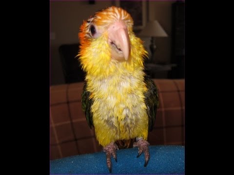 Видео: Время ливня каик