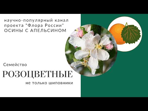 Видео: Семейство: Розоцветные