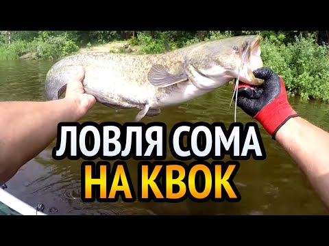 Видео: ЛОВЛЯ СОМА на КВОК. После смены десятка мест, мы нашли его скопление.