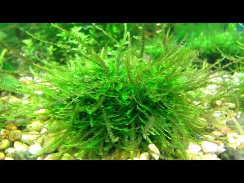 Видео: Яванский мох Выращиваем поляну на синтепоне Java moss Grown meadow on sintepon