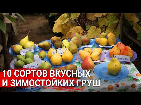 Видео: 10 сортов вкусных и зимостойких груш