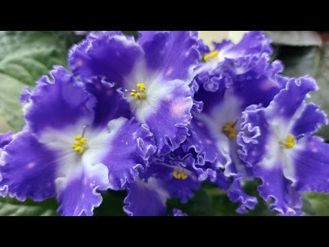 Видео: 07.03.2025./НОВИНКИ/Выставка фиалок в Доме фиалок(МК)#фиалки#выставка#