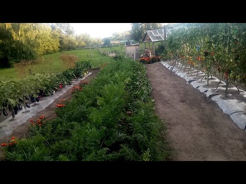 Видео: Как избавиться от сорняков на огороде. Мой опыт