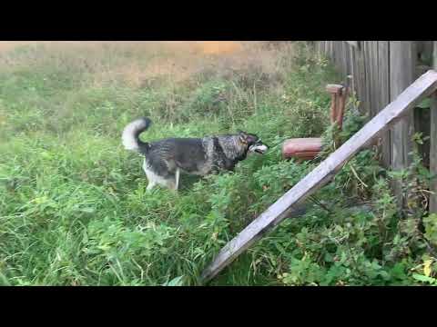 Видео: Козы//Какой урожай винограда получили?//Работаем зоотаксистами😁//