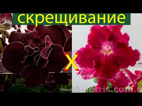 Видео: Прямой эфир. Гибридизация на примере скрещивания двух огромных сортов стрептокарпусов. Гетерозис.