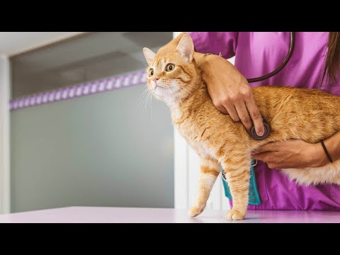 Видео: Институт зоотехнии и биологии