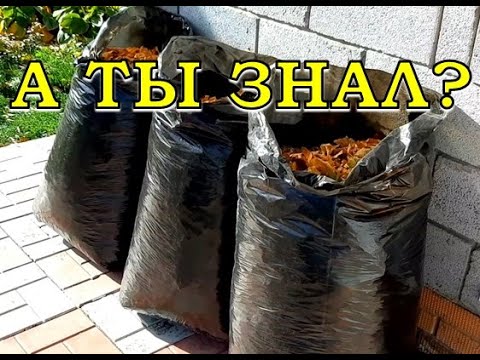 Видео: ОПАВШИЕ ЛИСТЬЯ.. Убирать или нет?  5 способов как утилизировать опад🌿🍁🍂