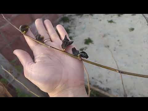 Видео: Негативный опыт выращивания ХУРМЫ в Беларуси