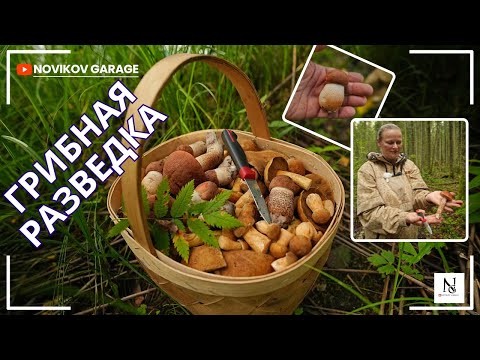 Видео: Грибная разведка 23 августа 2025 Гатчинский район