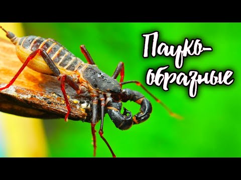 Видео: Телифоны, сольпуги и скорпионы. Самые опасные паукообразные планеты