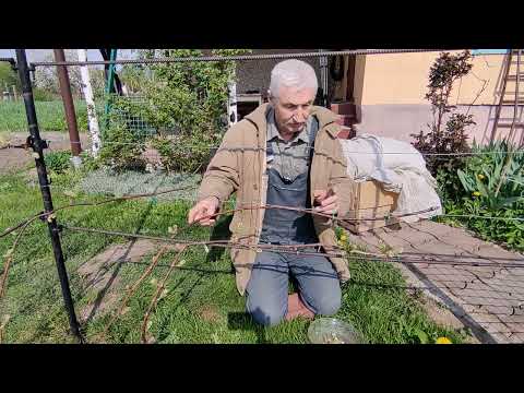 Видео: ВИНОГРАД-первая выломка побегов.