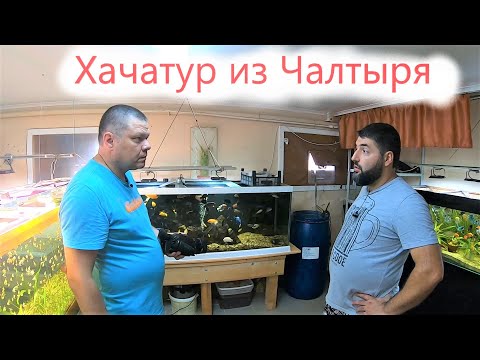 Видео: Аквариумист Хачатур из Чалтыря