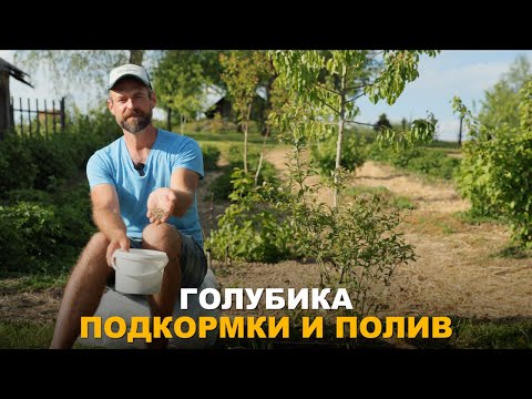 Видео: ГОЛУБИКА БЕЗ ЭТОГО НЕ РАСТЕТ. Уход за ягодным кустарником весной.