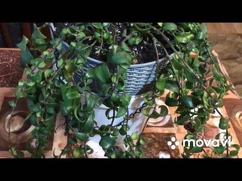 Видео: Эсхинантус. Перевалка после покупки, обрезка.