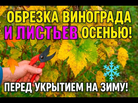 Видео: Обрезка листьев винограда перед укрытием 🍇 Как правильно подготовить куст к зиме!