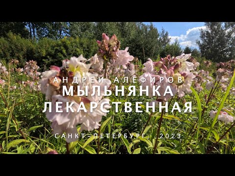 Видео: Мыльнянка лекарственная. Алефиров А.Н.