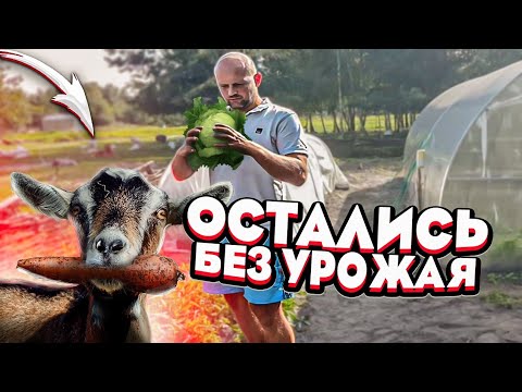 Видео: С огородом надо что-то делать ! Мечтаем о рыбалке на крупного сома . Для новой печи почти всё готово