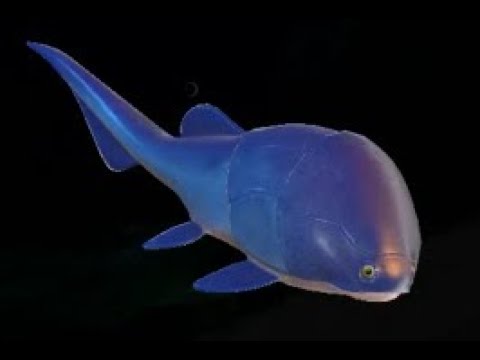 Видео: Прохожу FEED AND GROW: FISH. Играю за Коккостэуса.