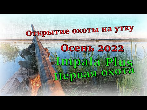 Видео: Открытие охоты на утку Осень 2022, новое ружье Impala Plus Импала плюс Первая охота #открытие #охота