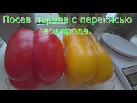 Видео: Посев перцев с перекисью водорода. Семена ПЕРЦА прорастают мгновенно после такой обработки.