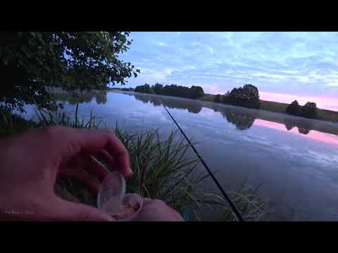 Видео: Он стал клевать с ночи! Ловля карпа на простую удочку!