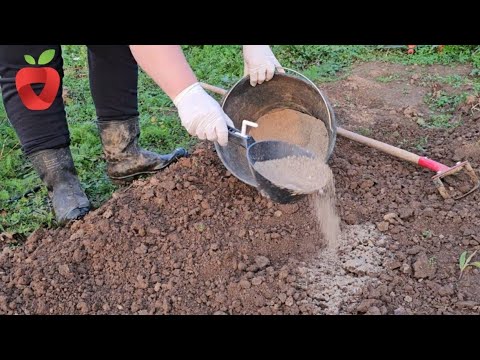 Видео: Воспользуйтесь возможностью — добавьте его в почву для более успешного выращивания фруктов и овощей.