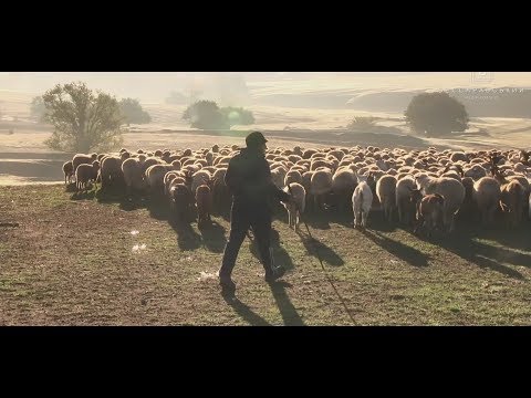 Видео: Кубейская тырла