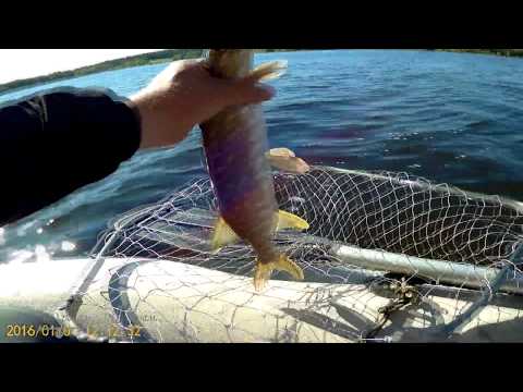 Видео: Спиннинг на Озернинском водохранилище. первая вылазка. разведка боем))