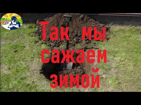 Видео: Так мы сажаем зимой.