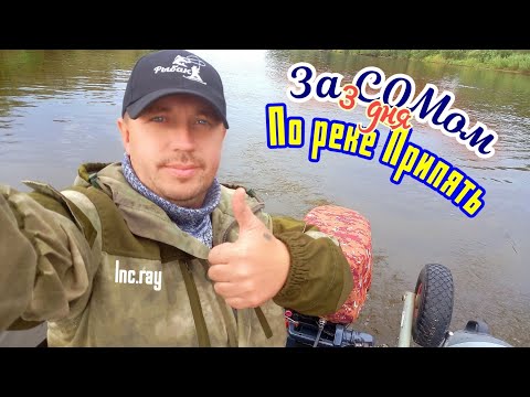 Видео: В поиске СОМа. Река Припять.Рыбалка троллингом с элементами квока.