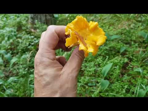 Видео: На забытом кладбище с Павлом Платоновичем. И не подумаешь, что это кладбище...