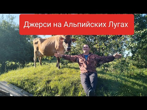 Видео: ‼️Джерсейская корова‼️ самая лучшая порода для содержания в личном хозяйстве 💯