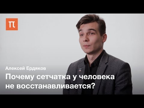 Видео: Регенерация сетчатки — Алексей Ердяков