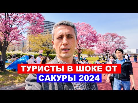 Видео: Почему туристы в шоке от Сакуры 2024? Японская аномалия